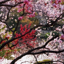 Les cerisiers en fleurs sont l'occasion d'une celebration nationale au Japon. / Cherry trees in blossom are the occasion for national celebration in Japan.