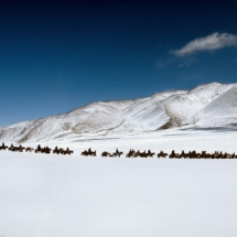 Une communaute migre vers une vallee plus verdoyante de la plaine de Tso Kar, Ladakh, Inde. / A community migrates to a lusher valley in the Tso Kar plateau, Ladakh, India.