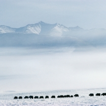 Dans la vallee de Tso kar, a 4530 m, au Ladakh, un berger du Rupshu emmene paitre son troupeau de yaks par -30¡c (Himalaya indien) / A shepherd takes his flock to the white lake in the Tso Kar valley in Ladakh (Indian Himalaya)