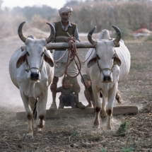 Un grand-pere prepare son champ tout en amusant ses petits-enfants, dans les Aravalli, Rajasthan. / A grandfather prepares his field while amusing his grandchildren, in the Aravalli mountains, Rajasthan, India.