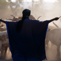 Le retour des troupeaux, Mali. / The herds return, Mali.