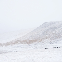 En hiver, un troupeau de yaks rejoint la vallee isolee d'Hashul a 4600 metres sur les hauts plateaux tibetains du Kham. (Chine) /